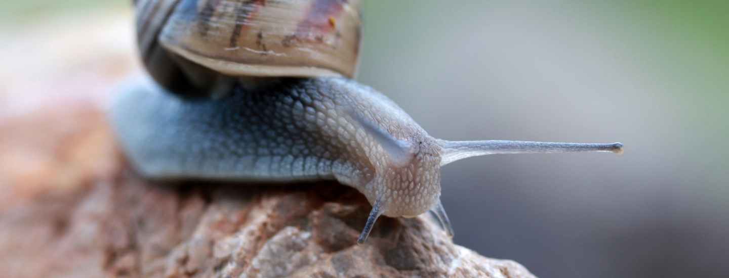 What are Slugs and Snails? Alta Pest Control